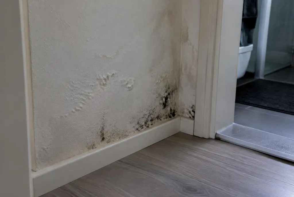 Lekdetectie Rijnsburg – vochtplek met schimmel op een muur
